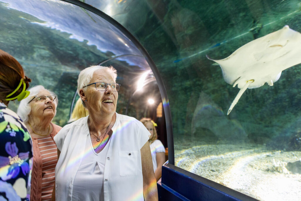 Image: Visitors and thornbackray in tunnel