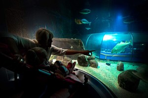Bild: Besökare tittar i akvarie