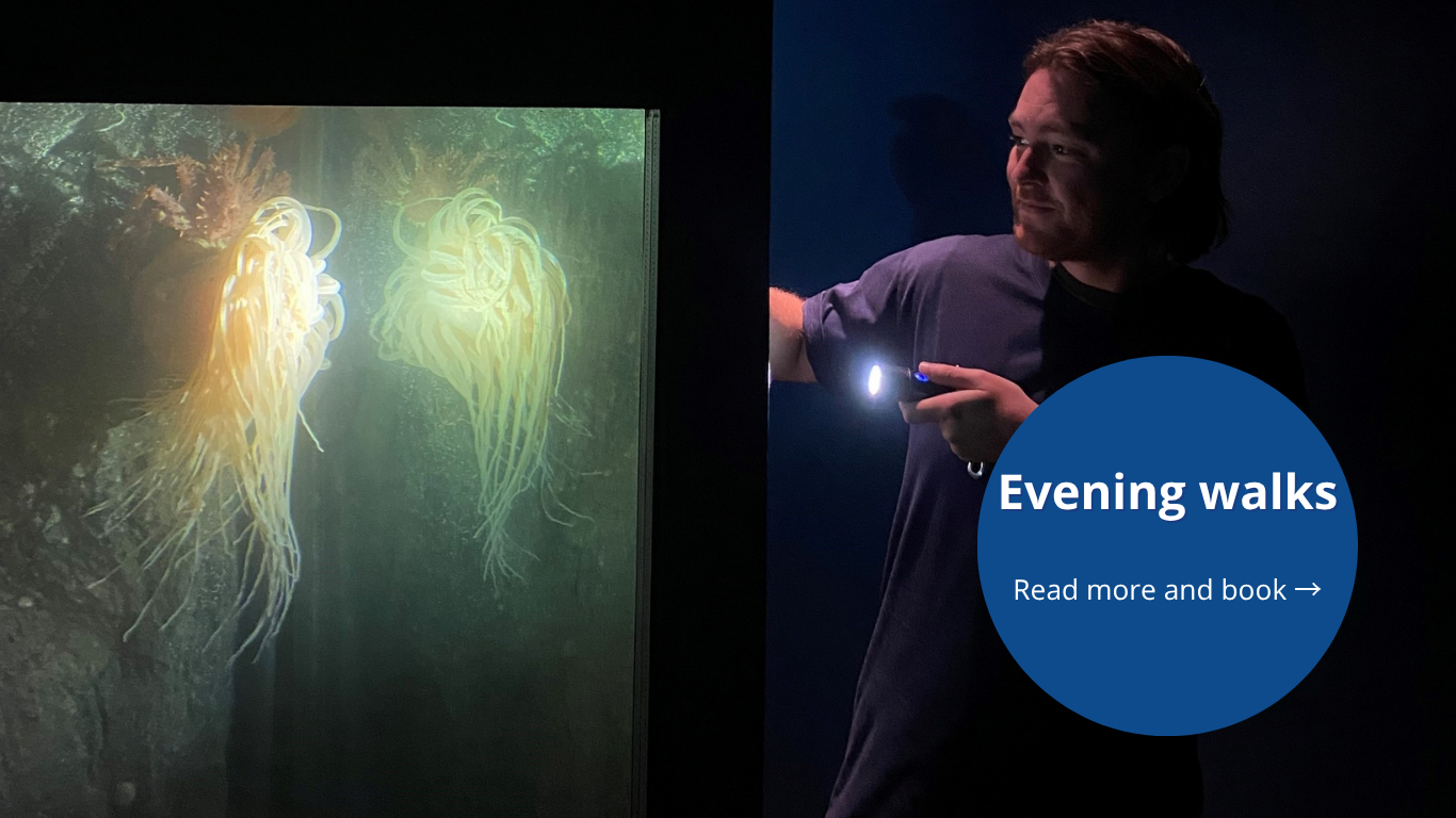 Guy with beard standing with a torch by a dark fish tank