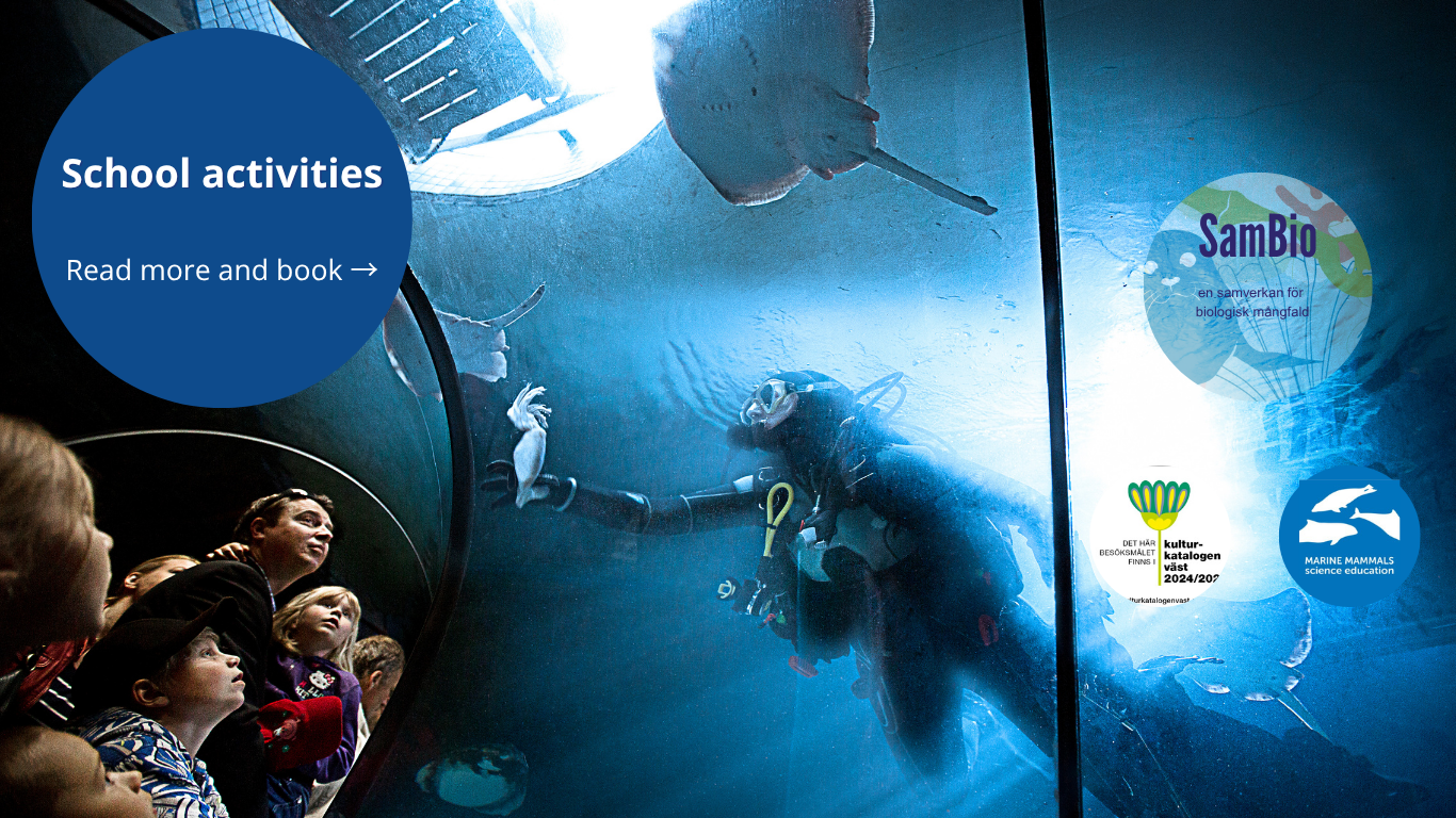 Peaople standing outside a dark fish tank looking at a diver within