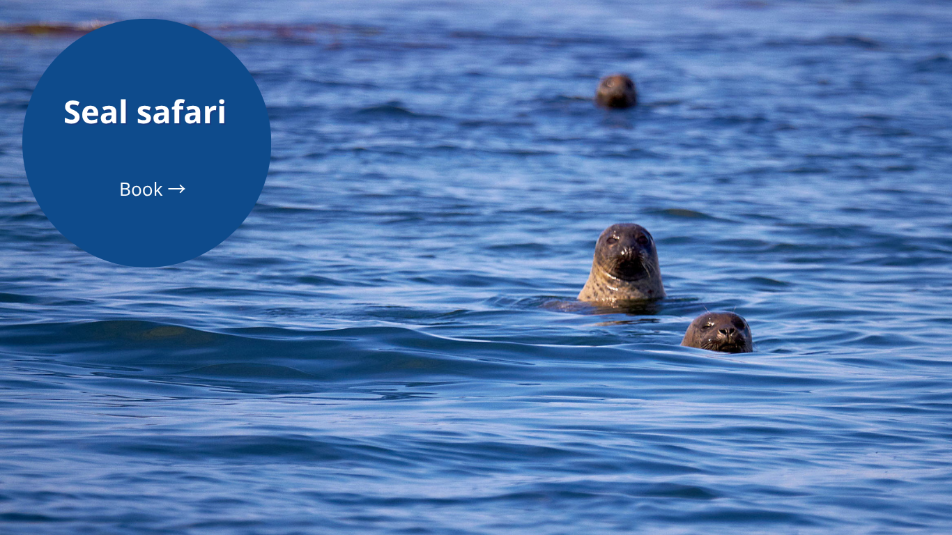 Seals in the ocean