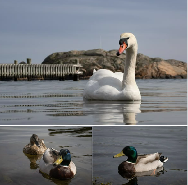 This image has an empty alt attribute; its file name is Sjofaglar-utanfor-Havets-Hus_foto-Roger-Jansson.png